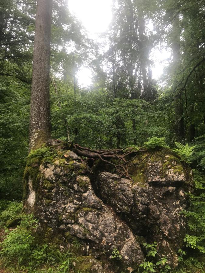 Ferienwohnung Morgentau Am Rande Der Wildnis Sibratsgfäll エクステリア 写真